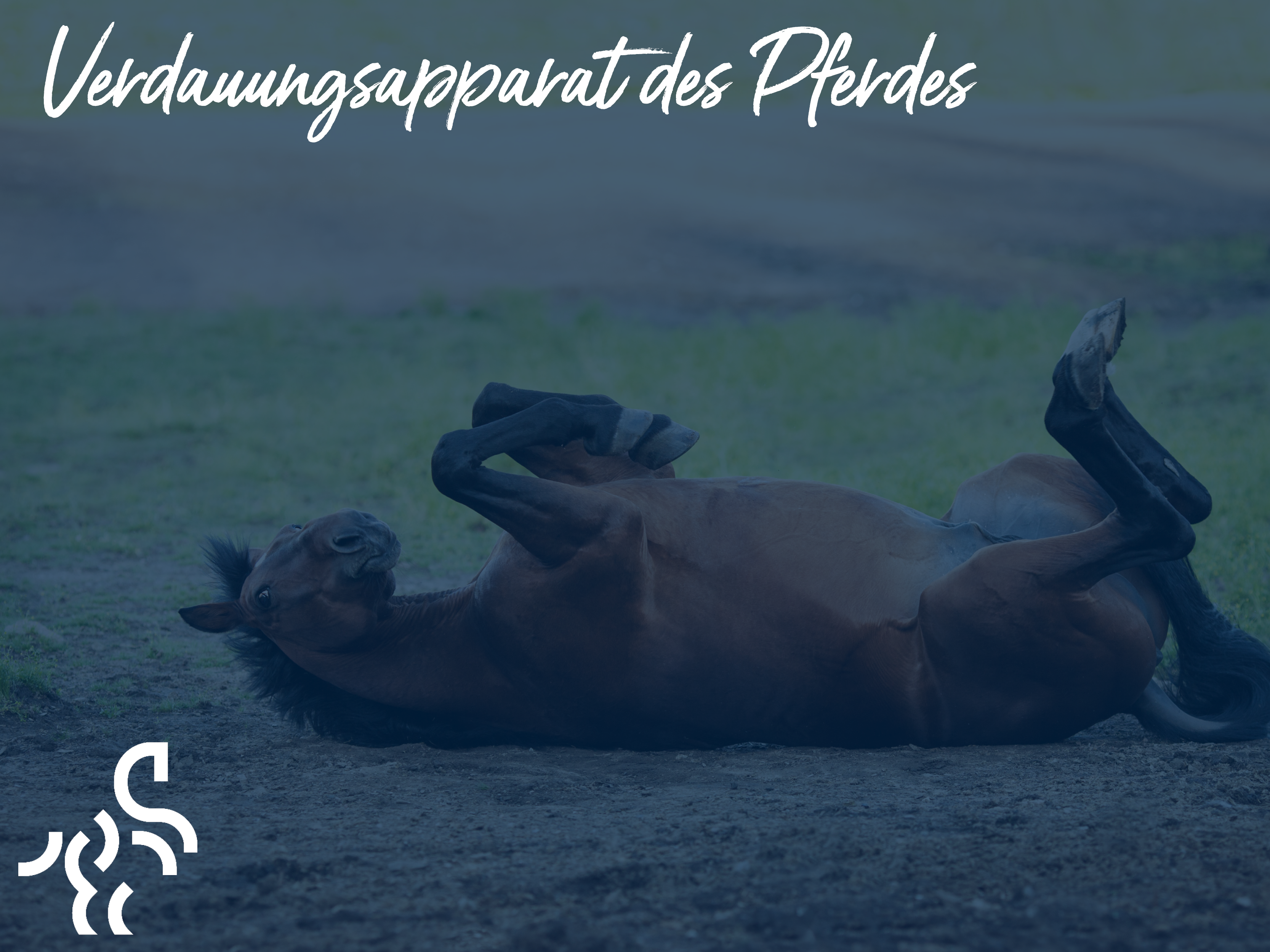 Verdauungsapparat des Pferdes