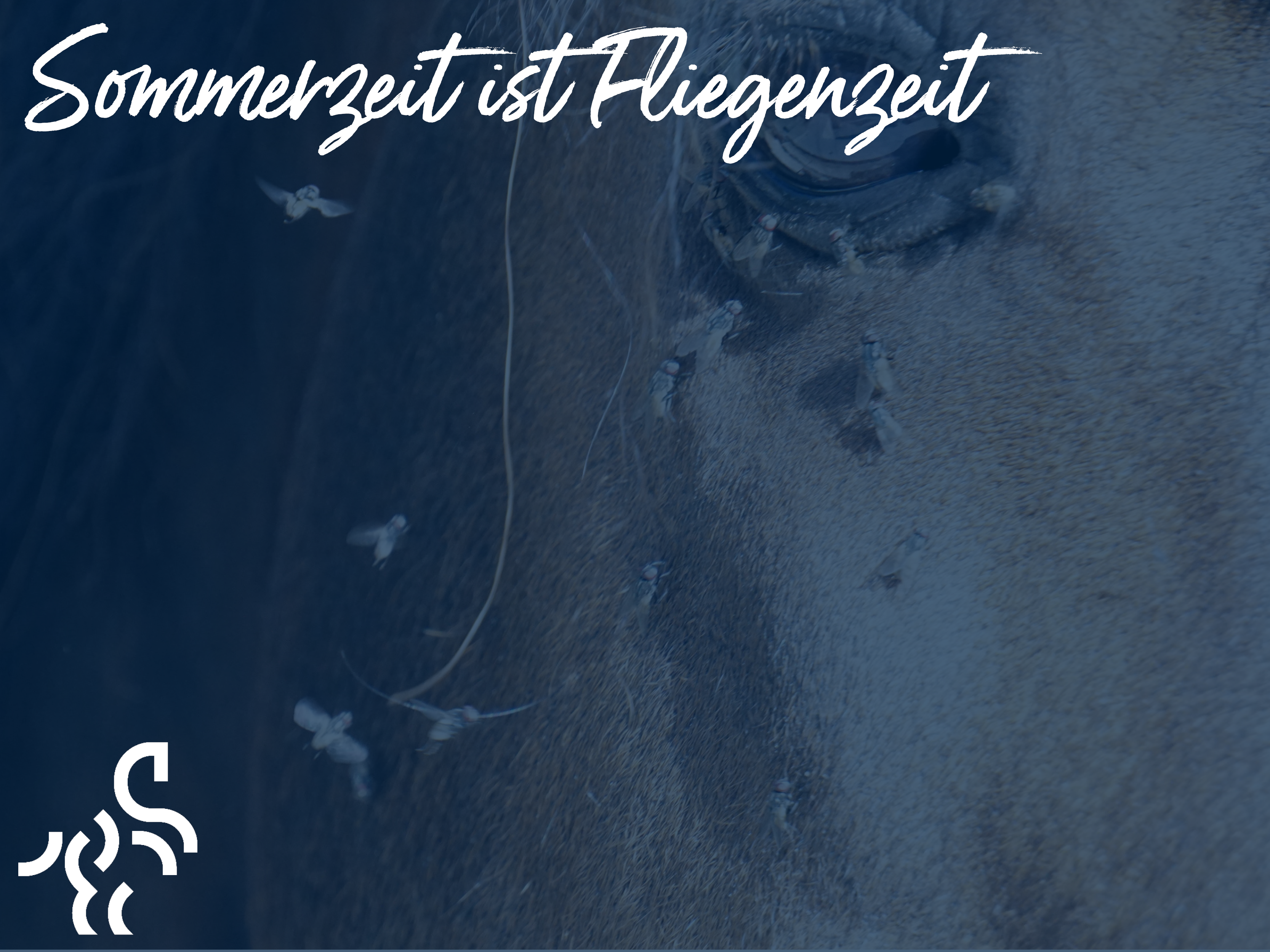 Sommerzeit ist Fliegenzeit