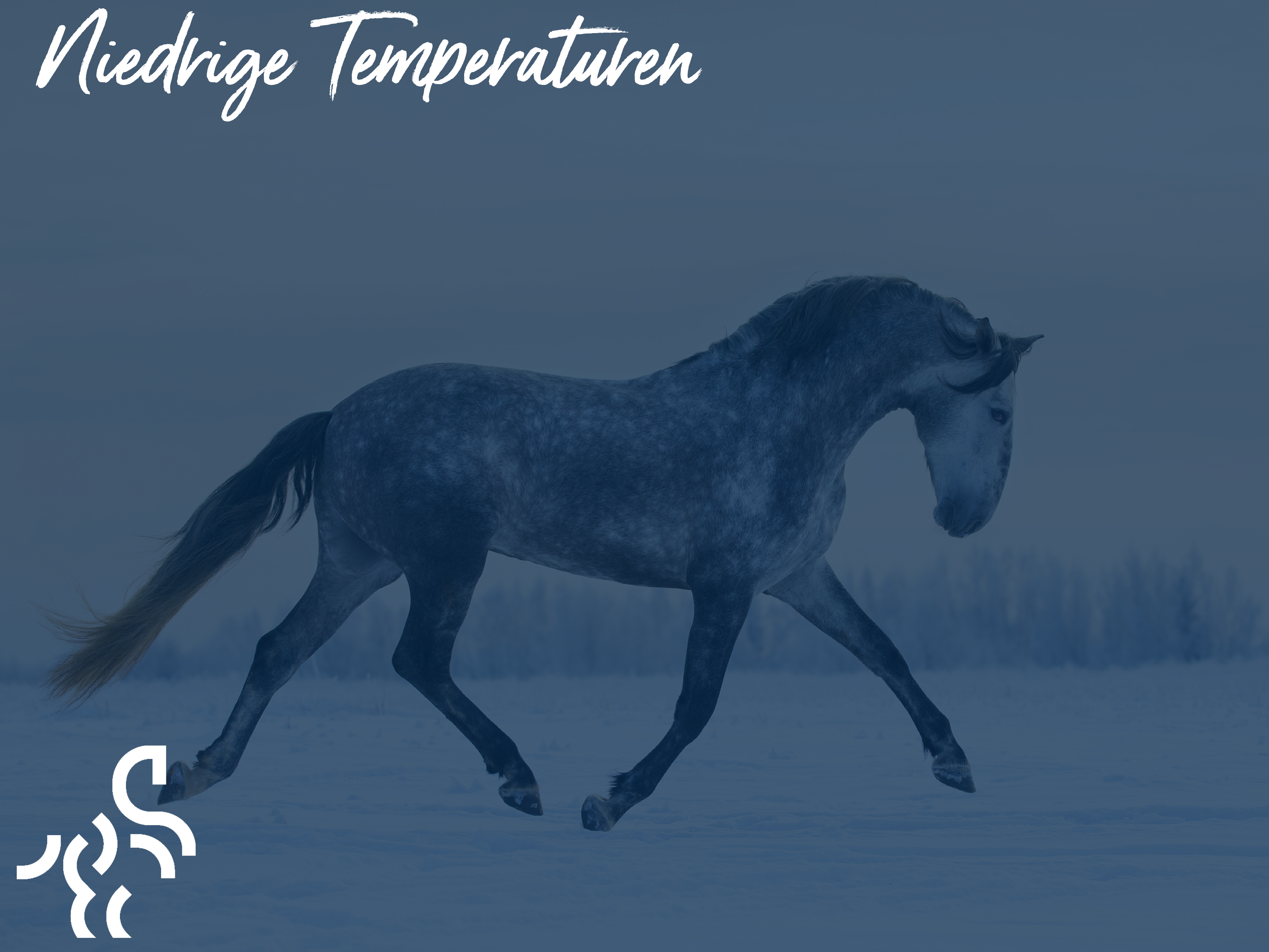 Niedrige Temperaturen – knackige Pferde?