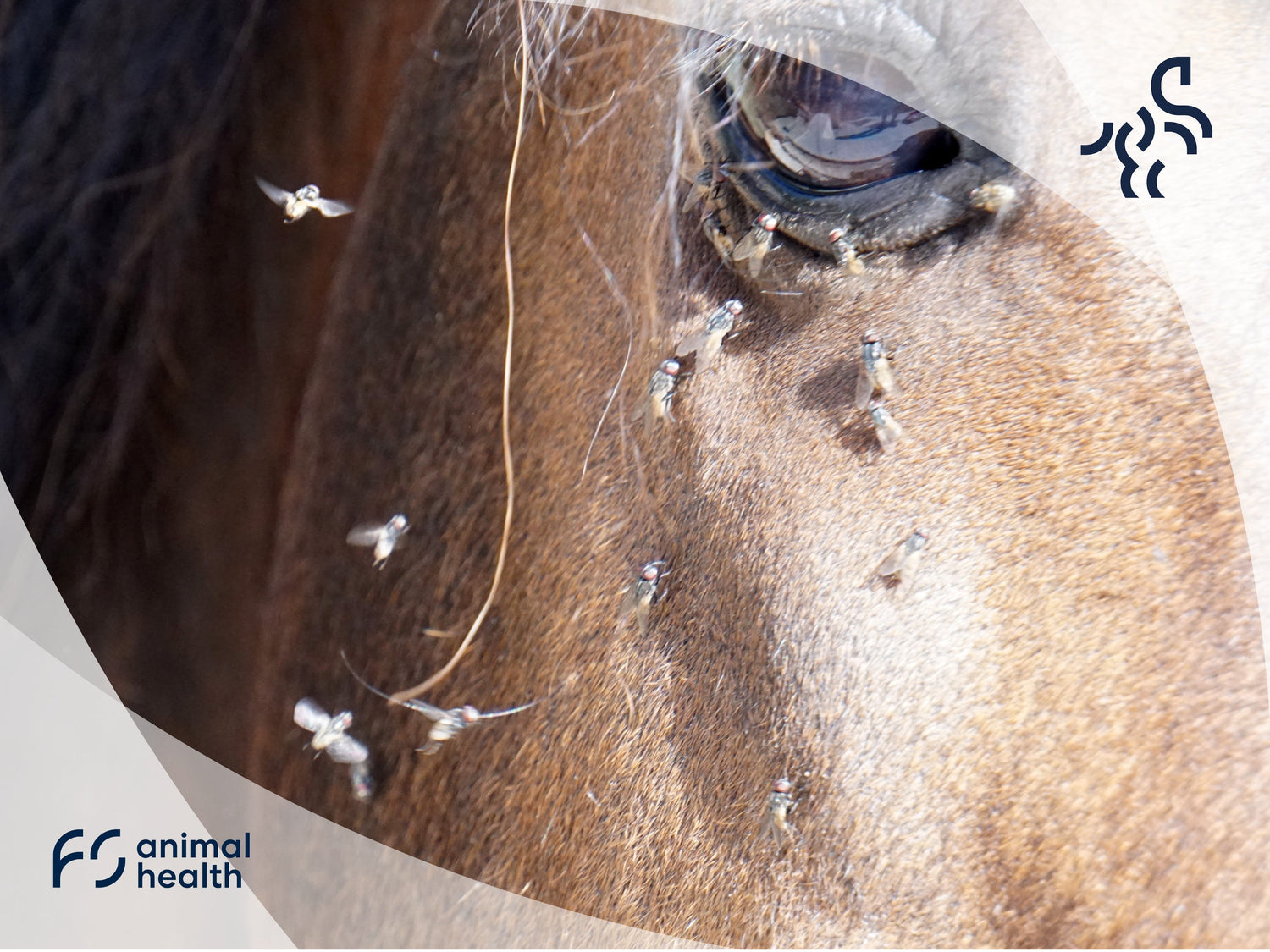 Sommerzeit ist Fliegenzeit