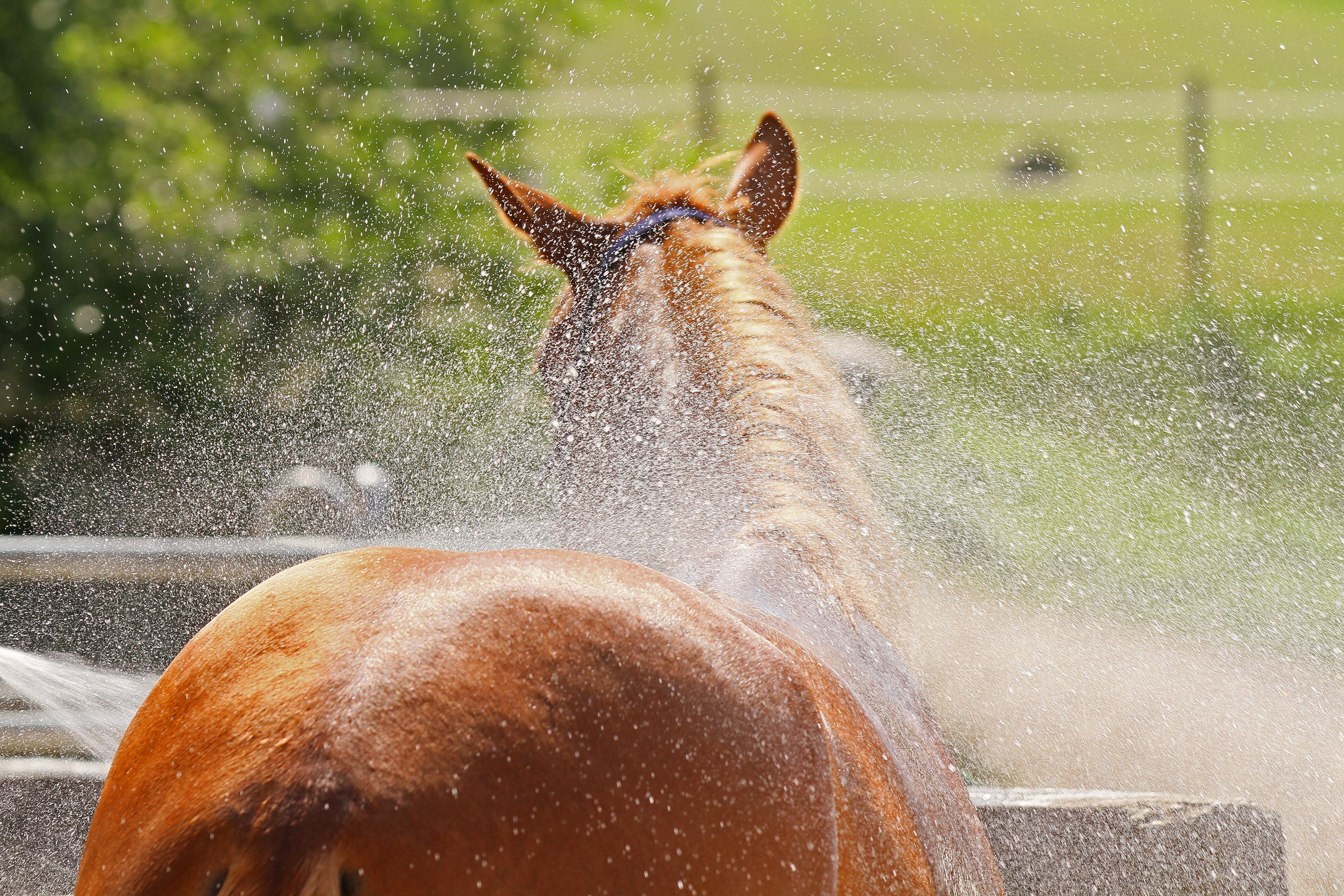 So schützt du dein Pferd vor Hitze im Sommer – Tipps für heiße Tage