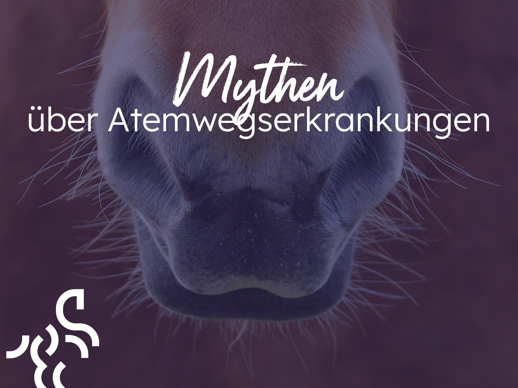Warum Mythen über Pferde-Atemwegserkrankungen weiterhin verbreitet sind