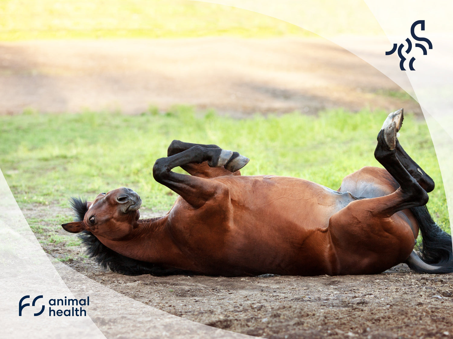 Verdauungsapparat des Pferdes