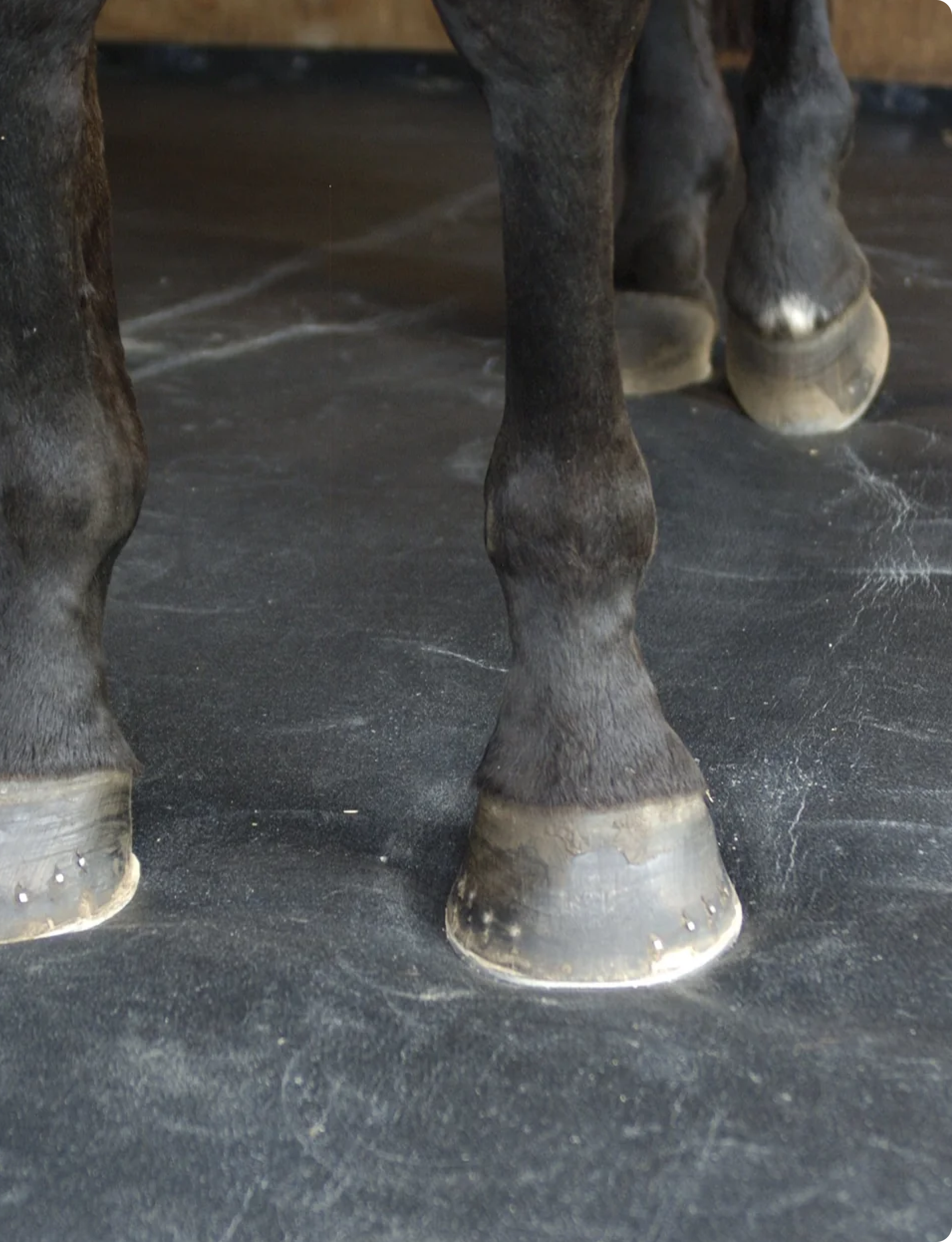 Haygain ComfortStall