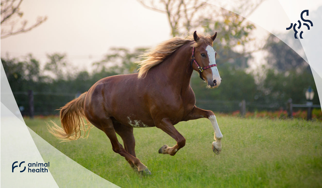 Arthrose beim Pferd - Was kann man tun?