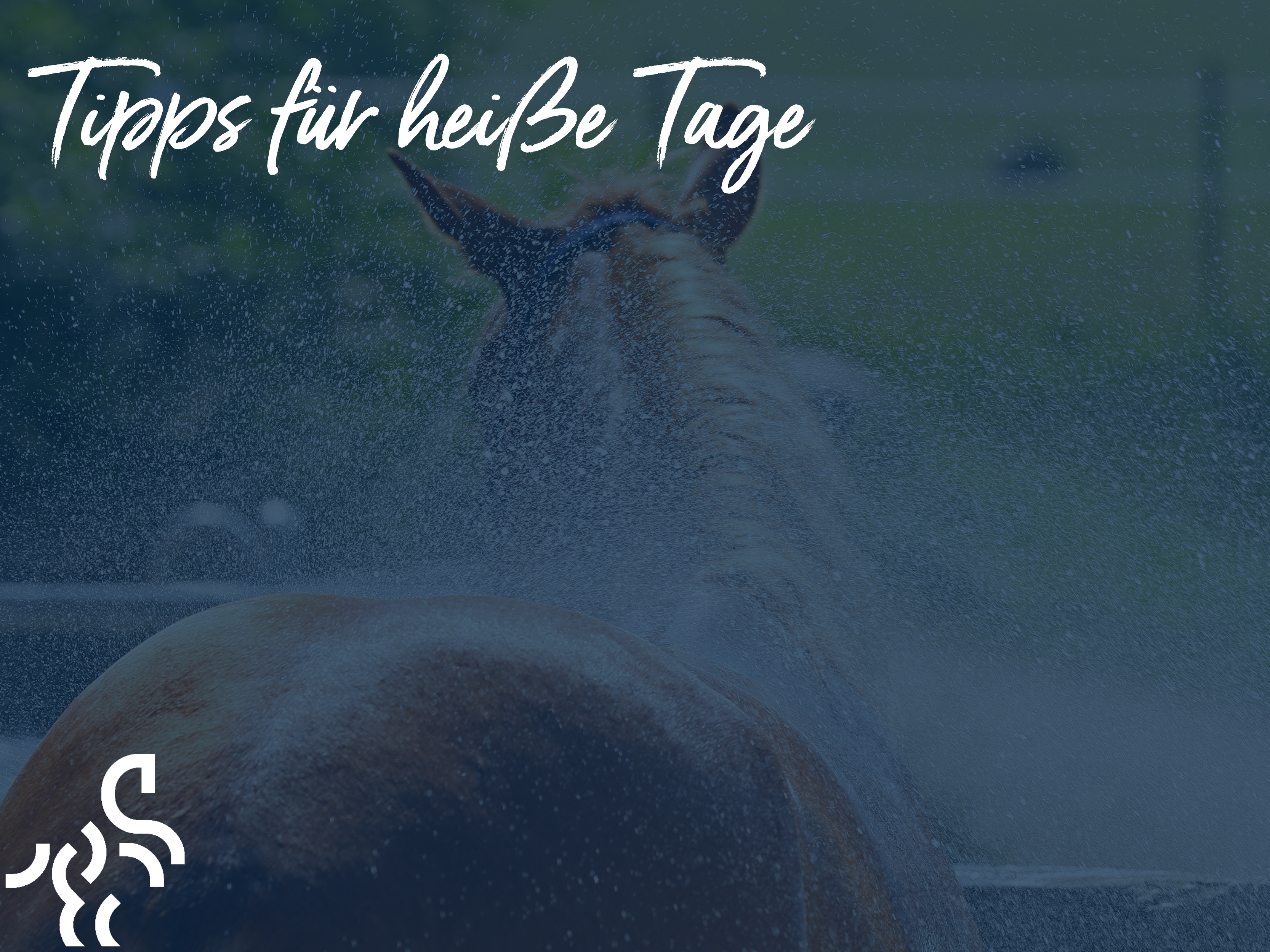 So schützt du dein Pferd vor Hitze im Sommer – Tipps für heiße Tage