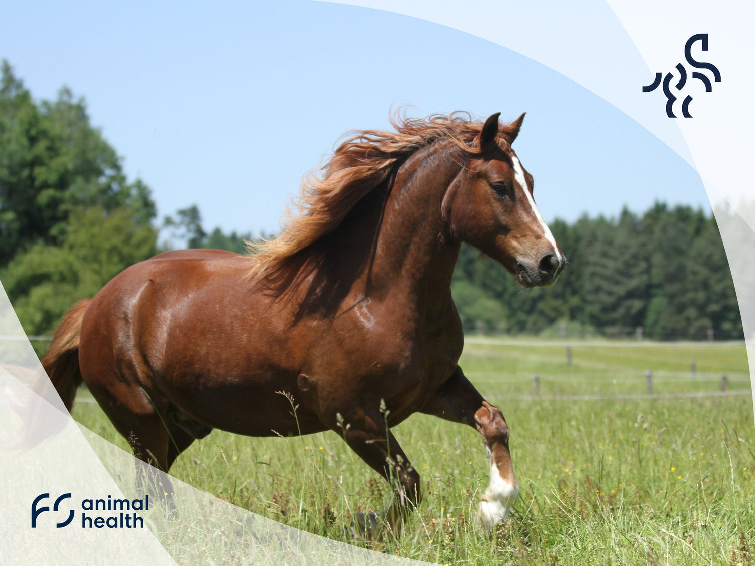Arthrose beim Pferd - Was kann man tun?