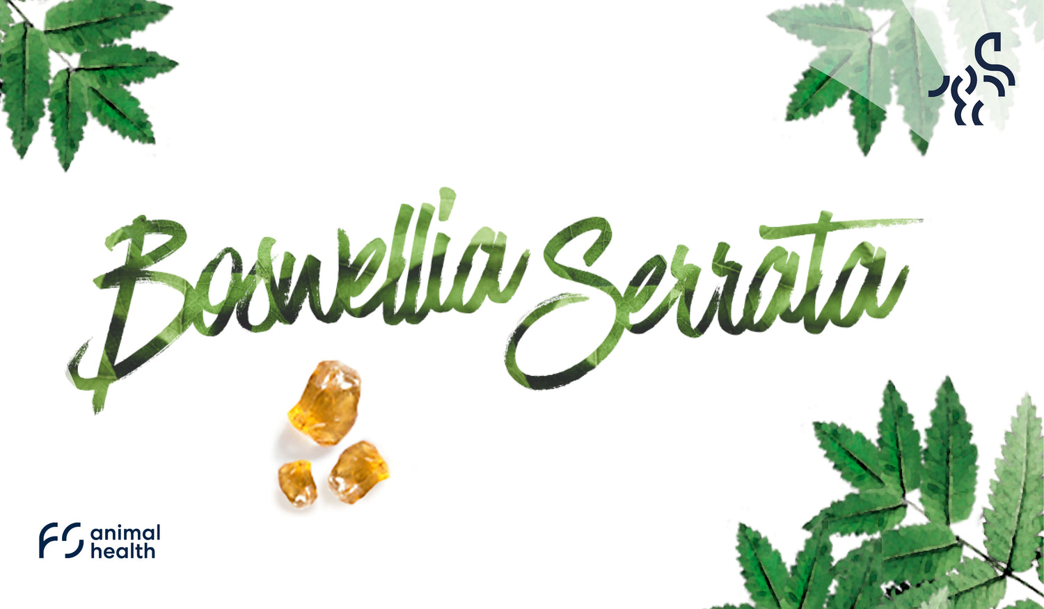 Indischer Weihrauch – Boswellia serrata