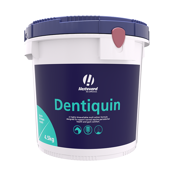Hestevard Dentiquin