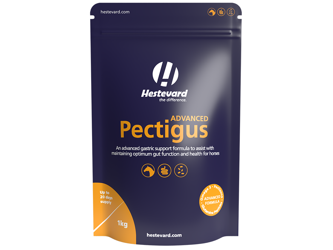 Hestevard Pectigus ADVANCED 