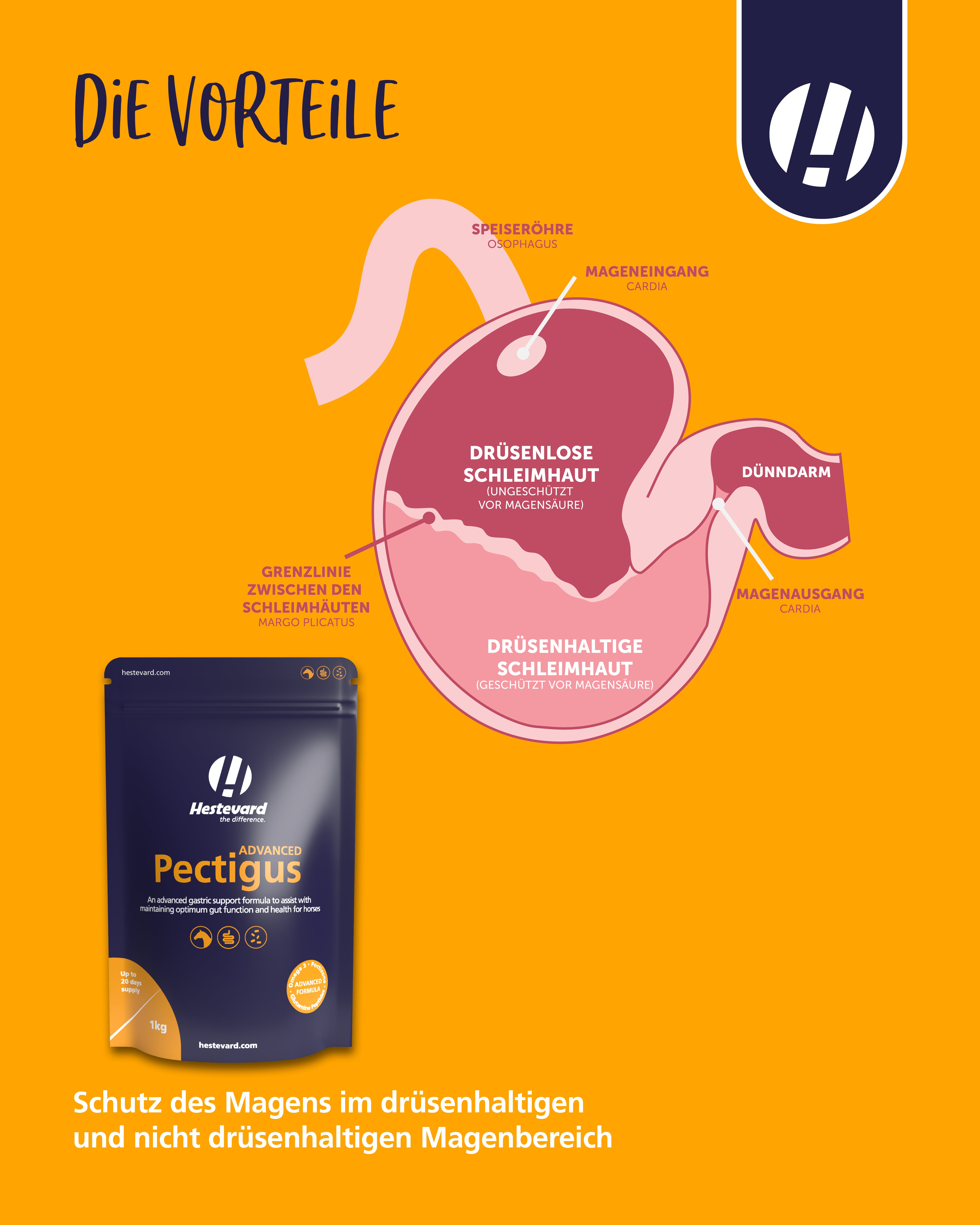 Hestevard Pectigus ADVANCED