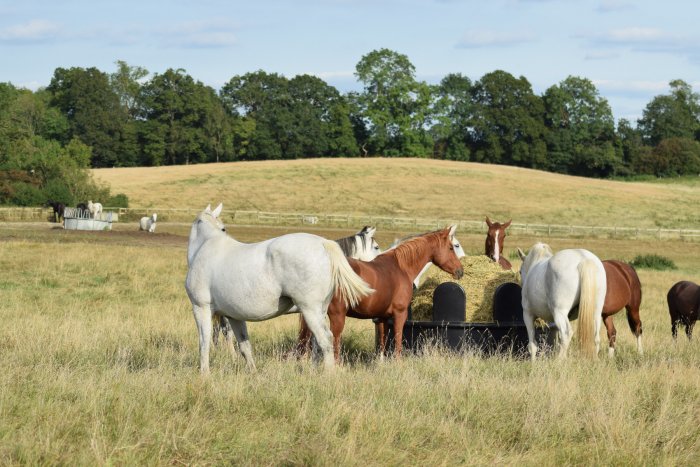 NUVEQ® Durabale hay rack