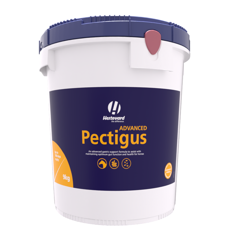 Hestevard Pectigus ADVANCED 